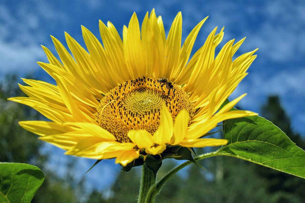 Bee-utiful Words: What Bees Can Teach Us About Life