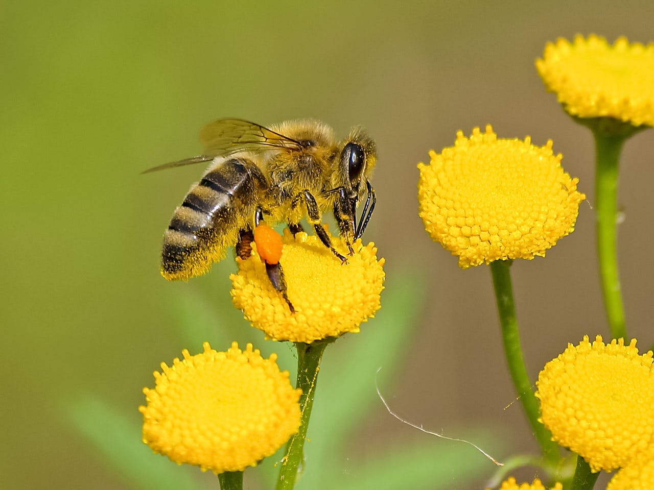 10 "Buzz-worthy" Facts About Bees That’ll Blow Your Mind