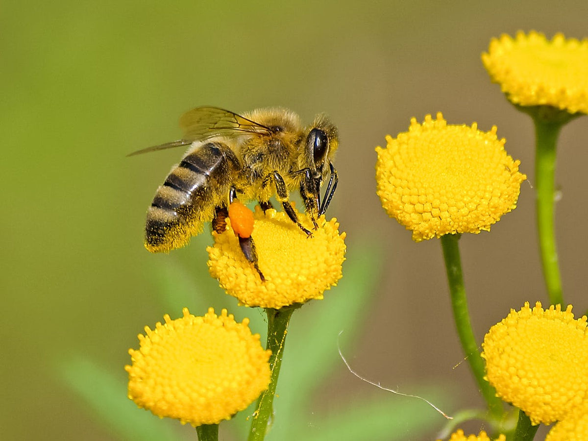 10 "Buzz-worthy" Facts About Bees That’ll Blow Your Mind